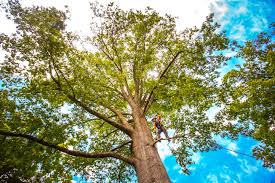 Best Firewood Processing and Delivery  in Bethlehem, WV