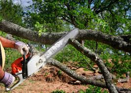 Best Stump Grinding and Removal  in Bethlehem, WV