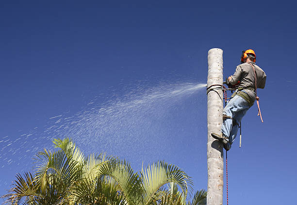 Best Utility Line Clearance  in Bethlehem, WV