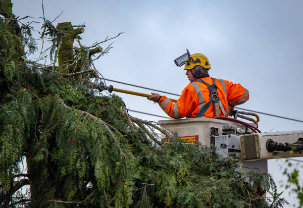 How Our Tree Care Process Works  in  Bethlehem, WV