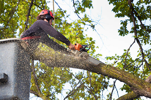 Bethlehem, WV Tree Care Company
