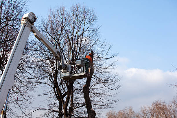 Best Root Management and Removal  in Bethlehem, WV