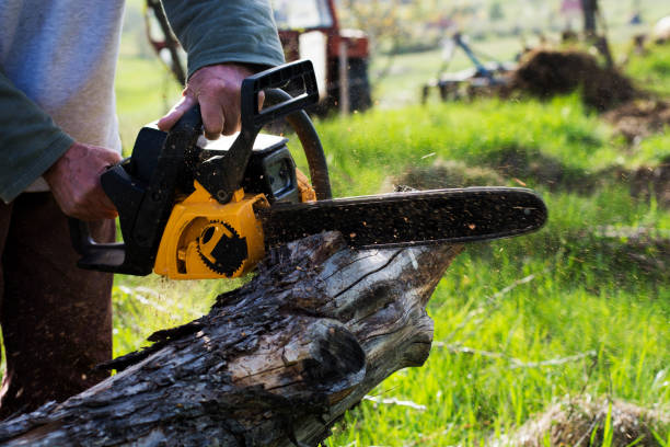 Best Tree Risk Assessment  in Bethlehem, WV