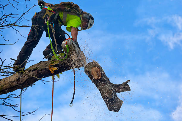  Bethlehem, WV Tree Care Pros